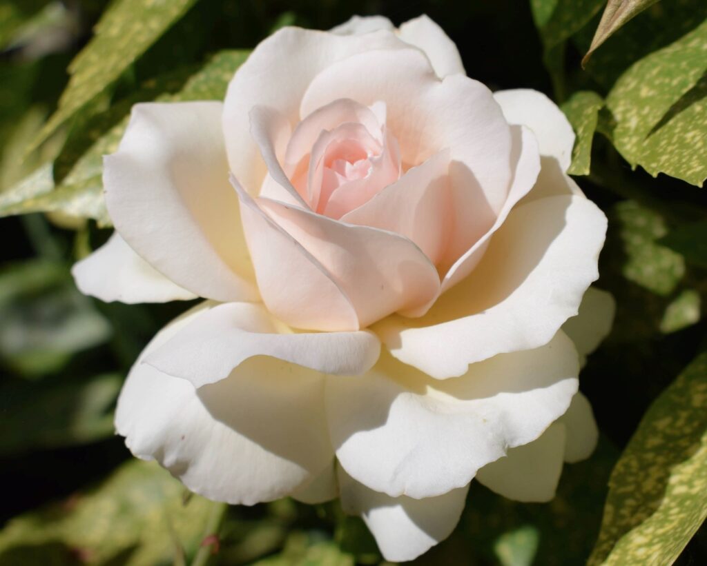 Sretna žena Sretna žena